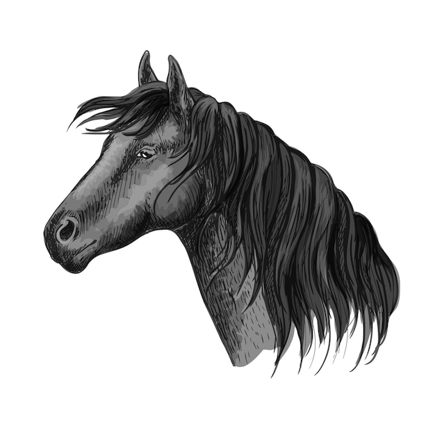 Vector retrato de boceto de cabeza de caballo