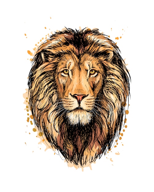 Retrato de una cabeza de león de un toque de acuarela, boceto dibujado a mano. Ilustración de vector de pinturas