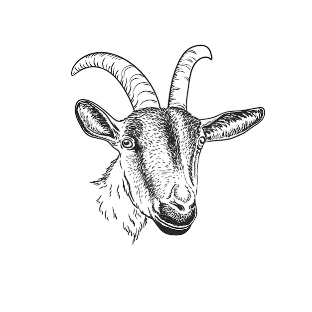 Retrato de cabra cabra aislado en blanco y negro