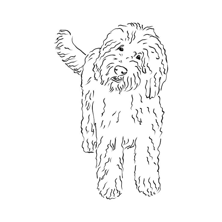 Vector retrato de contorno negro de perro barbet cabeza de perro en ilustración vectorial de vista frontal aislada en blanco