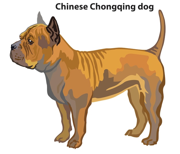 Retrato decorativo coloreado de ilustración de vector de perro Chongqing chino