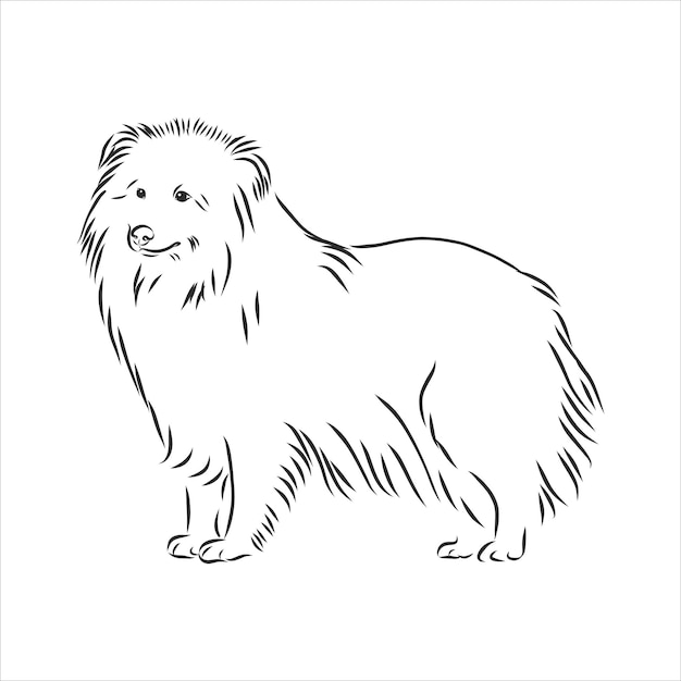 Retrato decorativo de pie en perfil Sheltie Shetland Sheepdog, vector ilustración aislada en color negro sobre fondo blanco.