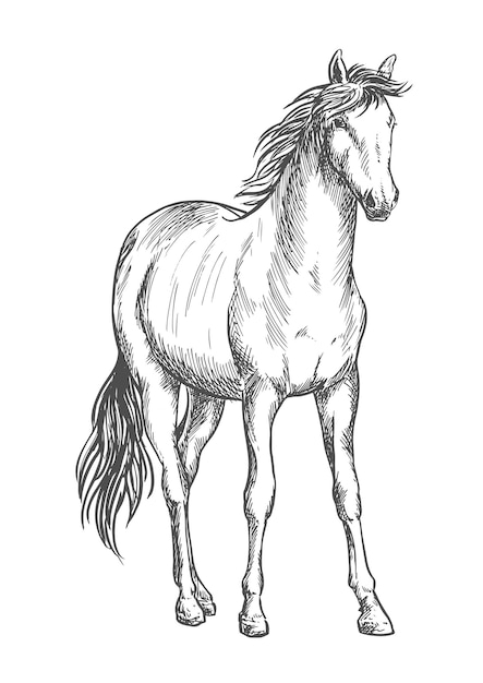 Retrato de dibujo de caballo blanco sentado