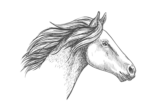 Vector retrato de dibujo a lápiz de caballo blanco