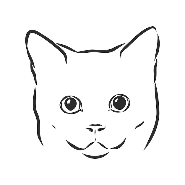 Retrato de un gato gato doméstico ilustración vectorial de un boceto