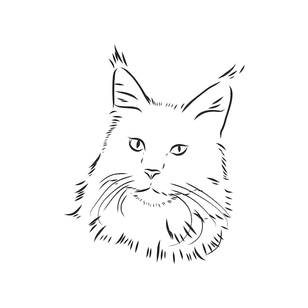 Retrato de gato maine coon. Ilustración de vector dibujado a mano. Se puede utilizar por separado de su diseño. Gato de Maine Coon, ilustración de dibujo vectorial