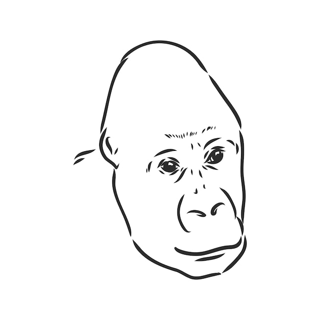 Retrato de gorila estilo detallado dibujado a mano aislado sobre fondo blanco gorila
