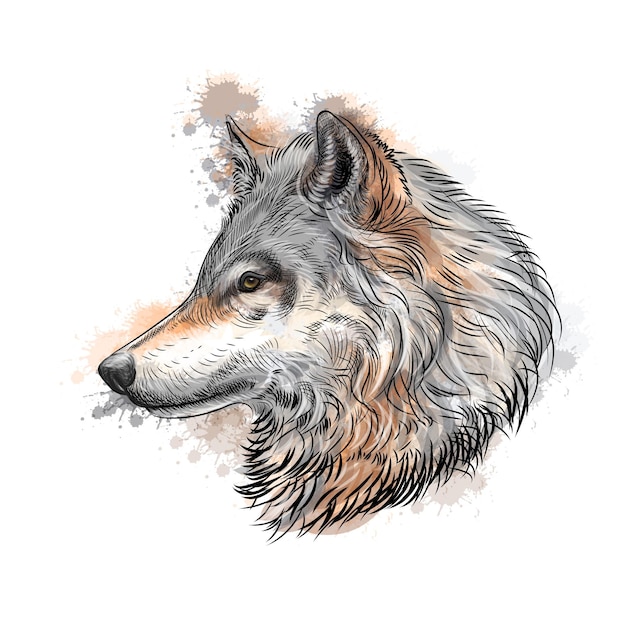 Retrato de un lobo boceto dibujado a mano con salpicaduras de ilustración de acuarelas