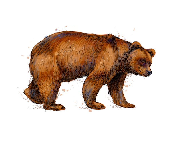 Vector retrato de un oso pardo de un toque de acuarela, boceto dibujado a mano. ilustración de pinturas