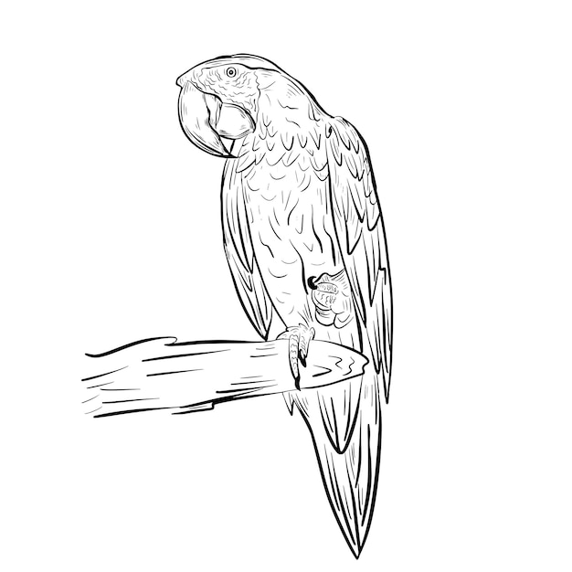Retrato de un pájaro loro se sienta en una rama Boceto dibujado a mano en estilo garabato Ilustración vectorial