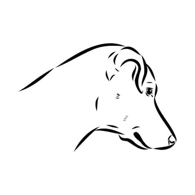 Retrato de perro Pinscher miniatura en dibujo a mano de animal vectorial para tatuaje o camiseta impresión ilustración dibujo vectorial de pinscher austriaco