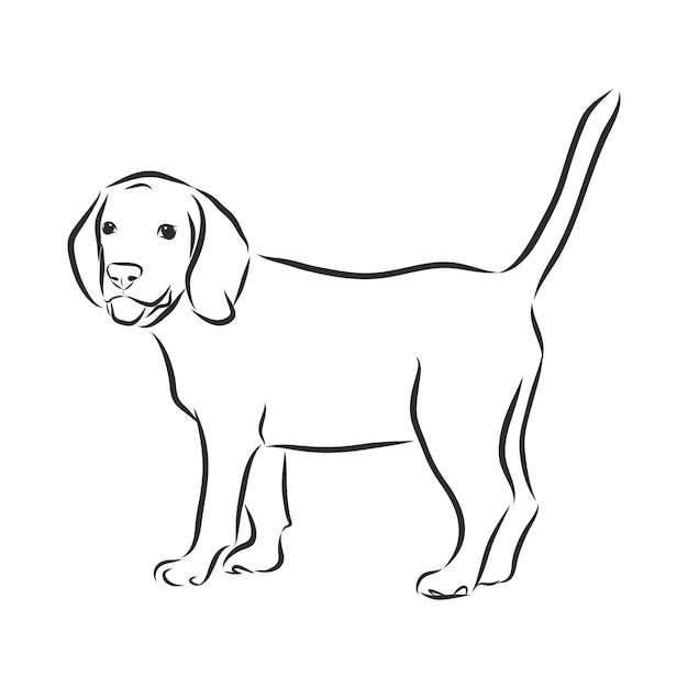 Retrato de primer plano de perro beagle sentado. vector grabado arte. cachorro sonriente amistoso aislado sobre fondo blanco. refugio para mascotas, flyer, póster, estampados de ropa. cartel bosquejado.