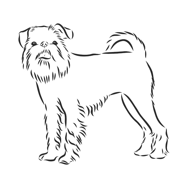Retrato de vector de raza de perro grifo de Bruselas en color negro aislado sobre fondo blanco