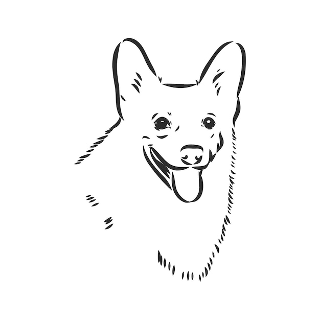 Retrato de vector de welsh corgi pembroke corgi dibujo vectorial sobre fondo blanco