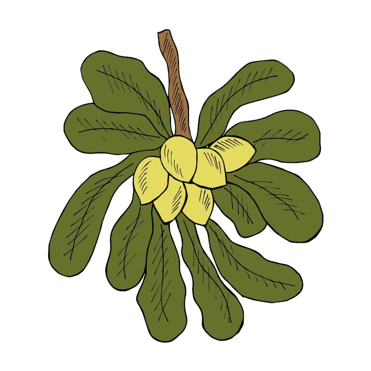 Vector revestimiento de árbol de karité en color.