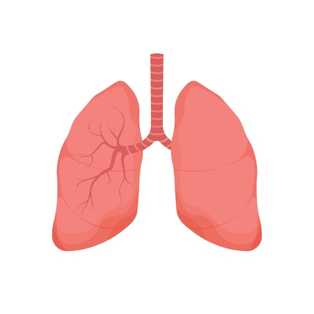Órgano interno humano de pulmones sanos aislado