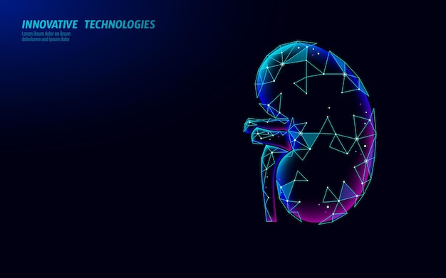 Órgano interno de riñón sano 3d geométrico de baja poli