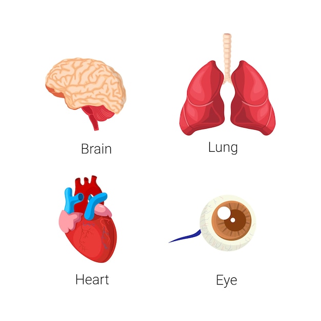 Órganos humanos, corazón, pulmón, cerebro, ilustración ocular.