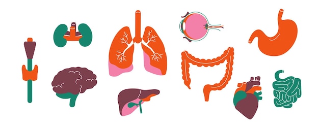 Órganos internos del cuerpo Anatomía humana y órganos para trasplante gráfico riñón estómago cerebro corazón colección médica Vector conjunto aislado