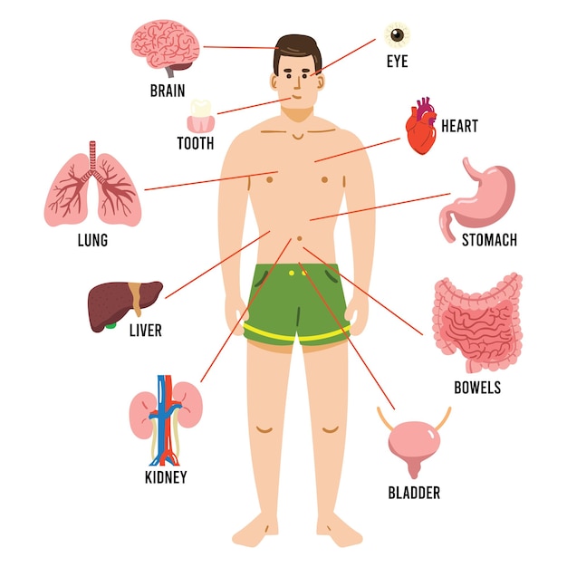 Órganos internos del cuerpo humano