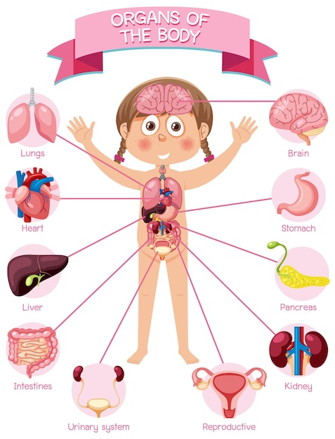 Órganos internos del cuerpo para niños.