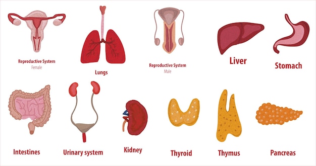 Órganos internos humanos. Dibujo vectorial ilustración aislada. Conjunto de símbolos de anatomía de doodle dibujado a mano