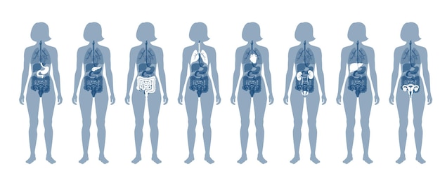 Órganos internos humanos en la ilustración aislada del vector plano del cuerpo femenino.