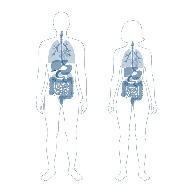 Órganos internos humanos en la ilustración de vector plano de cuerpo masculino y femenino. Siluetas de hombre y mujer