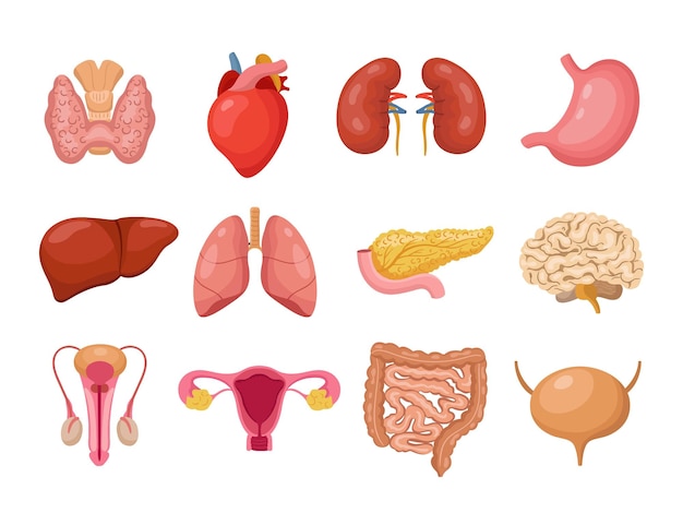 Órganos internos humanos Órgano aislado de la anatomía de las personas Elementos del cuerpo de la medicina de dibujos animados Tiroides pulmones y corazón sistema reproductivo masculino femenino vector neotérico