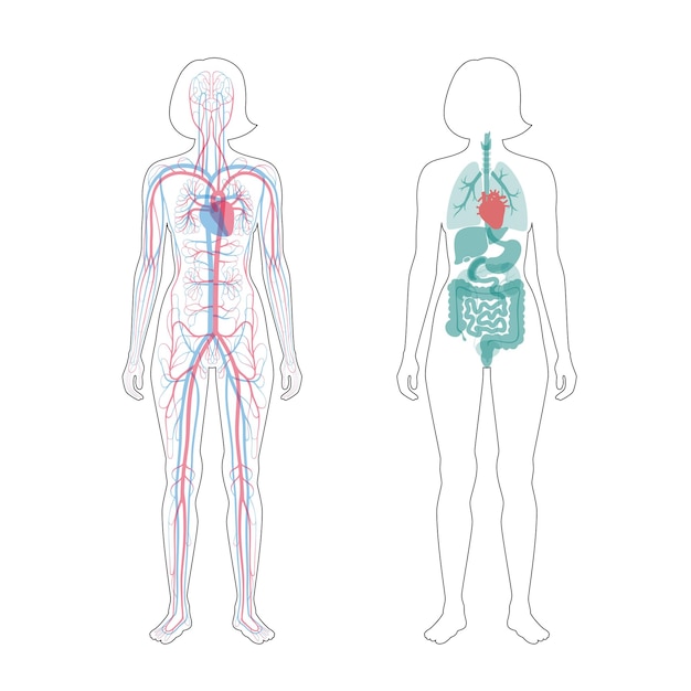 Órganos internos y sistema circulatorio de la mujer