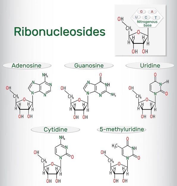 Ribonucleósidos adenosina guanosina citidina uridina 5metiluridina pirimidina