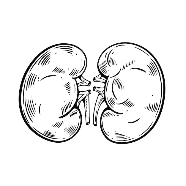 Riñones anatomía humana cartel dibujado a mano contorno estilo de dibujos animados grabado ilustración vectorial cartel o ...