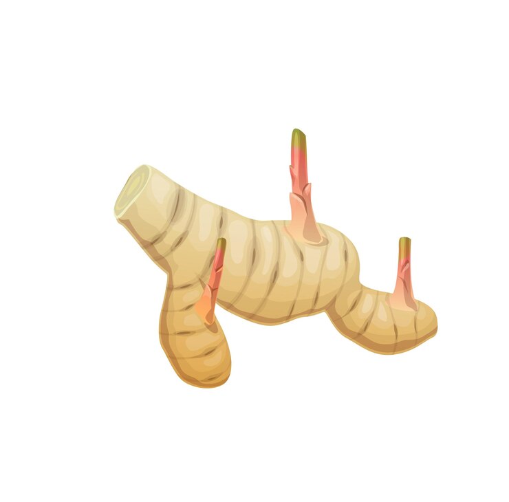 Vector rizoma aromático de galanga crudo aislado. ingrediente de la cocina asiática, condimento picante exótico o hierba con sabor agrio. vector de dibujos animados rizoma de galanga entero o raíz con brotes