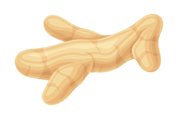 Vector el rizoma de cúrcuma o curcuma longa utilizado en la cocina asiática ilustración vectorial de primer plano