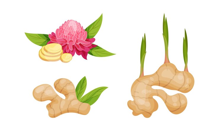 Vector el rizoma de jengibre fresco como especia de cocina perfumada con un conjunto de vectores de flores en flor