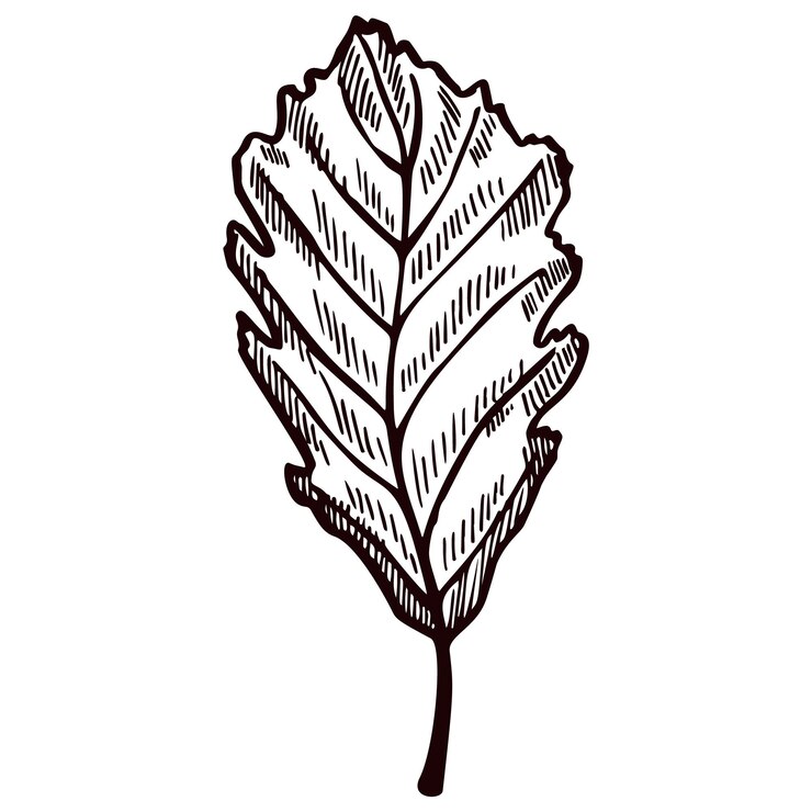 Vector roble de hoja grabado en fondo blanco aislado follaje botánico vintage detallado en estilo dibujado a mano
