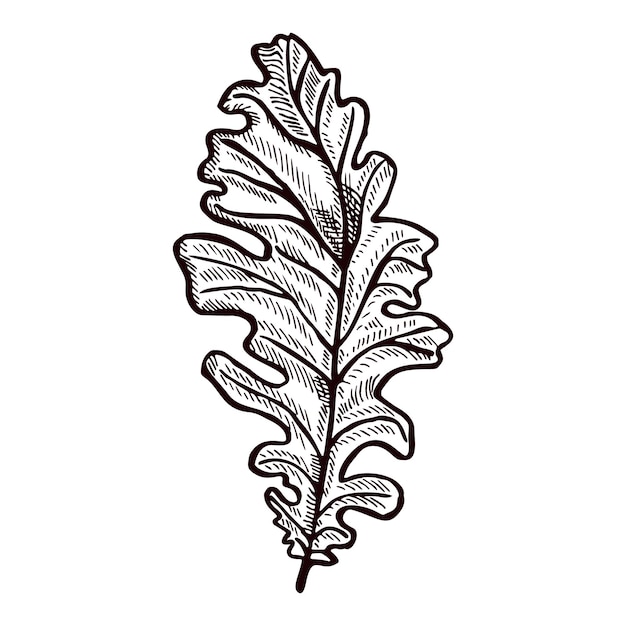 Roble de hoja grabado en fondo blanco aislado Follaje botánico vintage detallado en estilo dibujado a mano