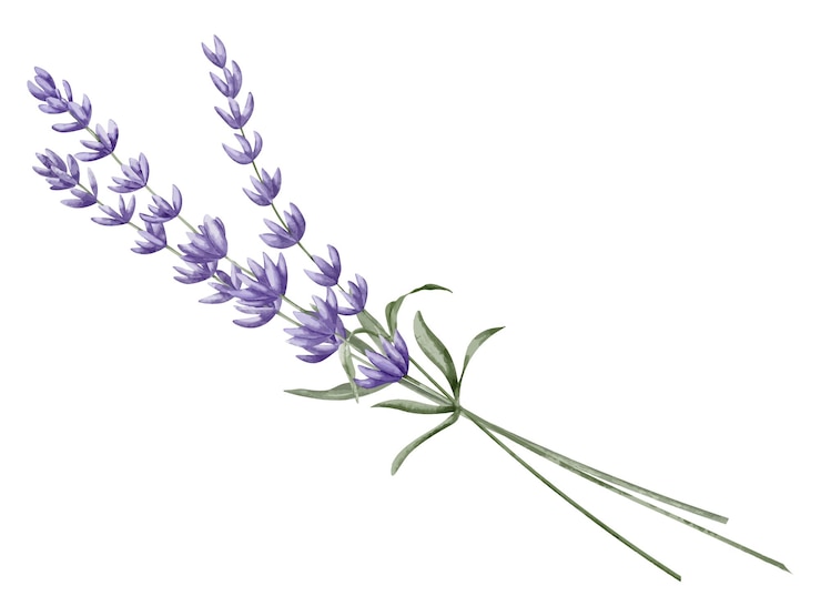 Vector roca de flores de lavanda ilustración a acuarela dibujada a mano de hierbas de la provenza en un fondo aislado dibujo para tarjetas de felicitación o invitaciones de boda esbozo floral para aromaterapia o medicina