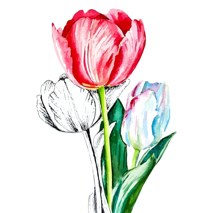 Vector roca de tulipanes rosados y blancos en acuarela con ilustraciones de clipart dibujadas a mano