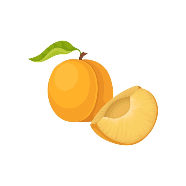 Una rodaja y un albaricoque entero con hoja verde Frutas sabrosas de verano Producto ecológico Alimentos saludables Elemento gráfico para envases de jugo o yogur Ilustración vectorial plana aislada sobre fondo blanco