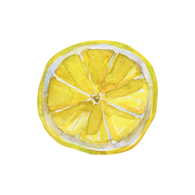 Rodaja de limón acuarela dibujado a mano ilustración vectorial aislada sobre fondo blanco