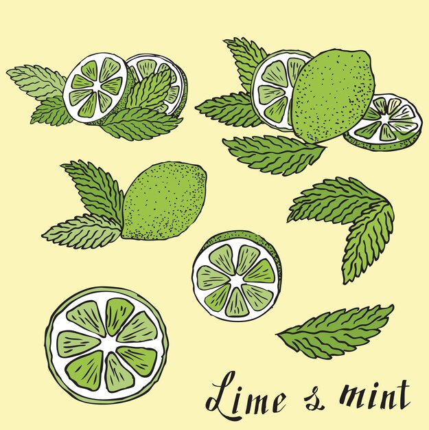 Rodajas de lima con hojas de menta