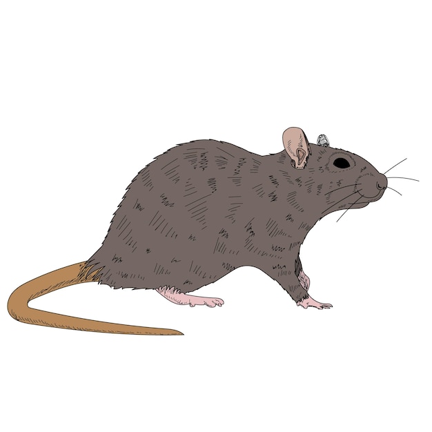 roedor de ratón de fondo blanco