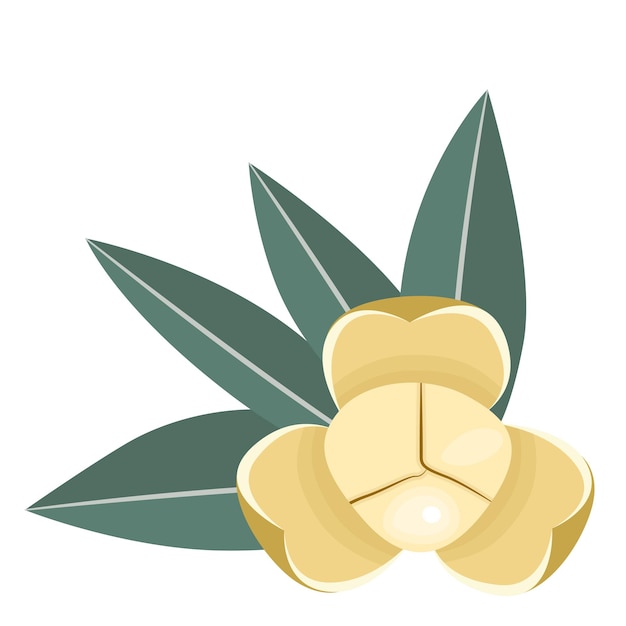 Romduol, la flor nacional de Camboya