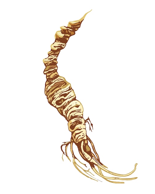 Root panax ginseng vector color ilustración vintage aislada sobre un fondo blanco