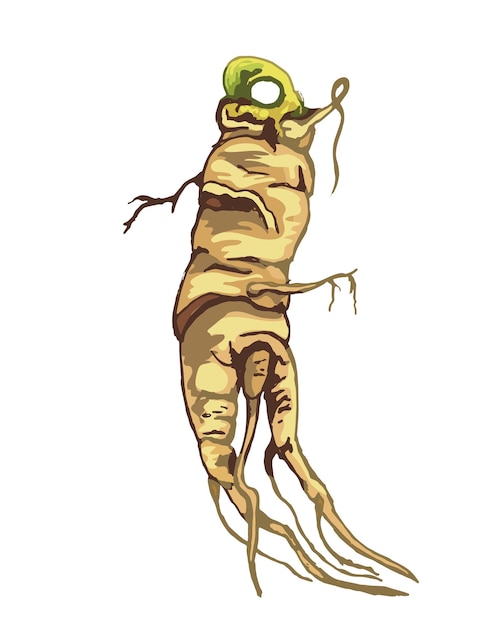 Root panax ginseng vector color ilustración vintage aislada sobre un fondo blanco