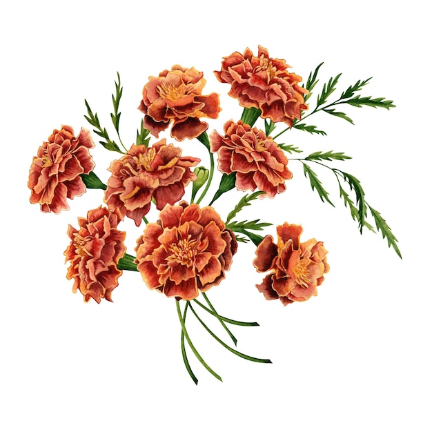 Ropa de flores de margarita Tagetes composición botánica floral Ilustración aislada en acuarela
