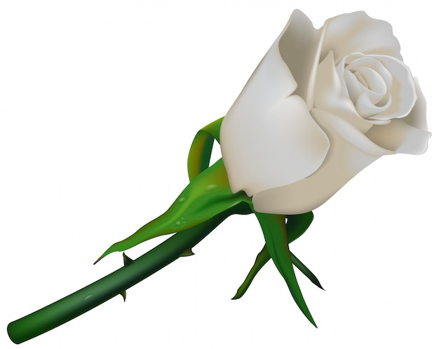 Rosa Blanca Única con Espinas