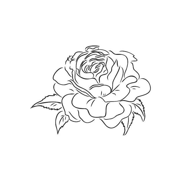 Rosa bosquejo contorno negro sobre fondo blanco ilustración vectorial rosa