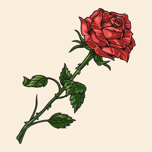 Rosa escarlata etiqueta detallada de colores